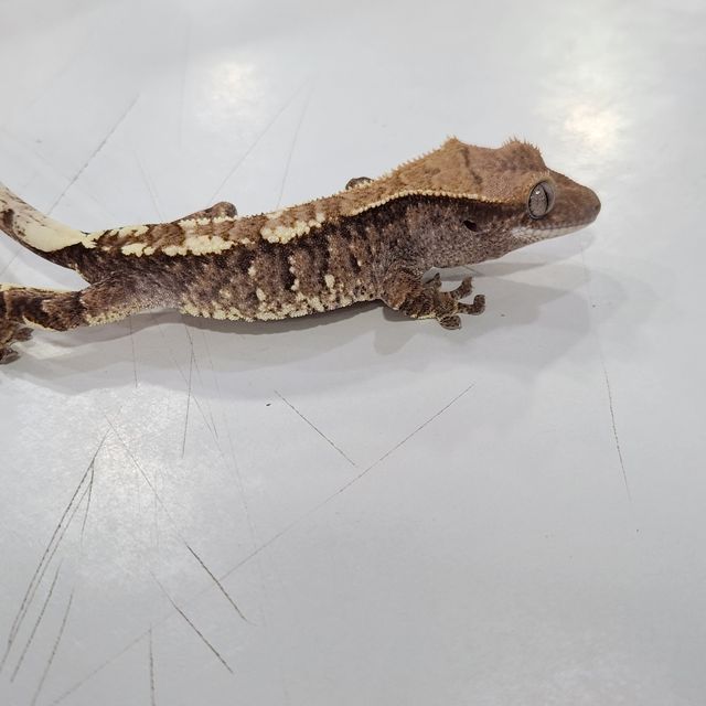 노멀
