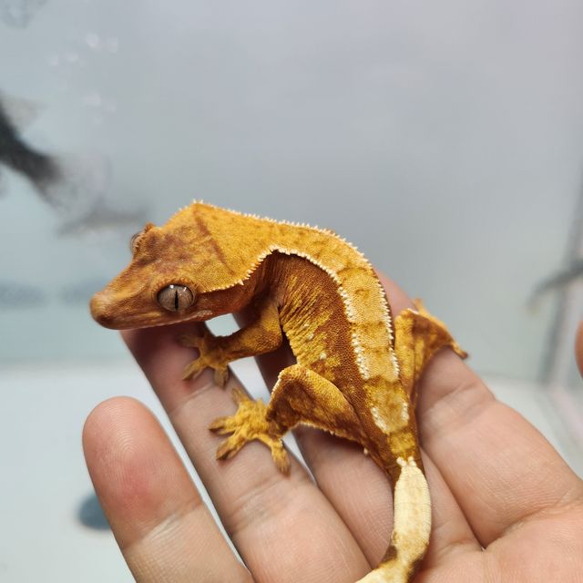 레드 트라이
