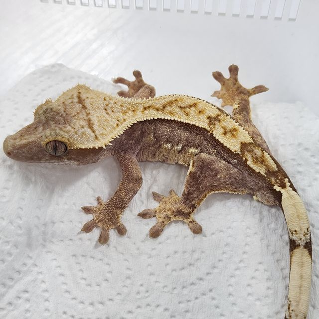 100%헷아잔틱