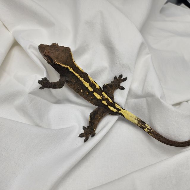 세이블