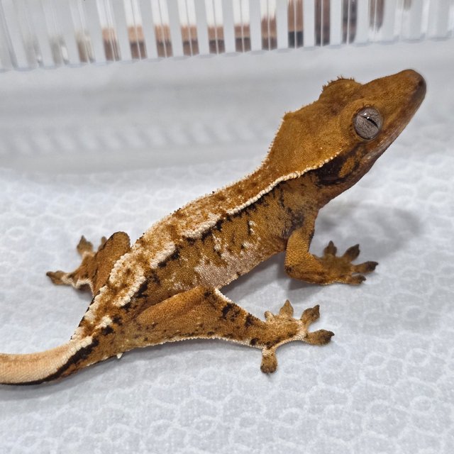 Tangerine Tri Normal