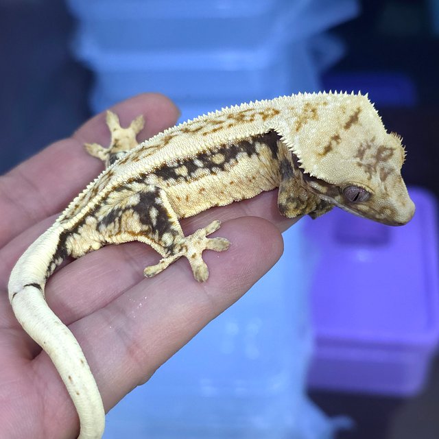 노멀 쿼드 트라이