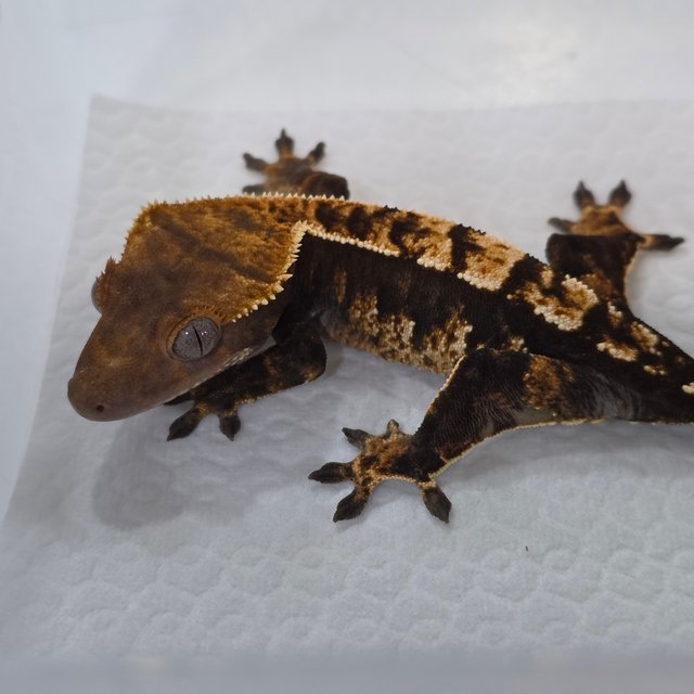 Normal Dark Extreme Harlequin