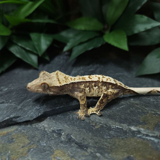 트라이