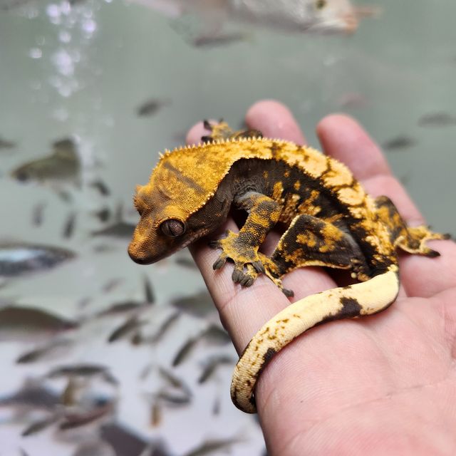 트라이
