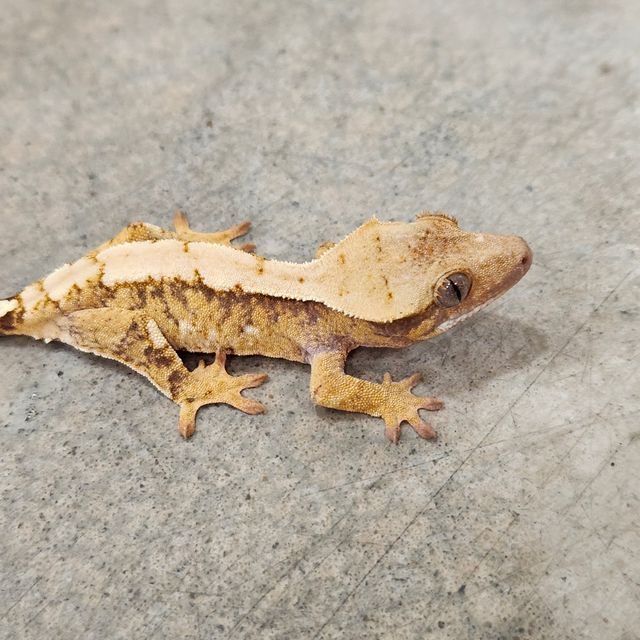 트라이