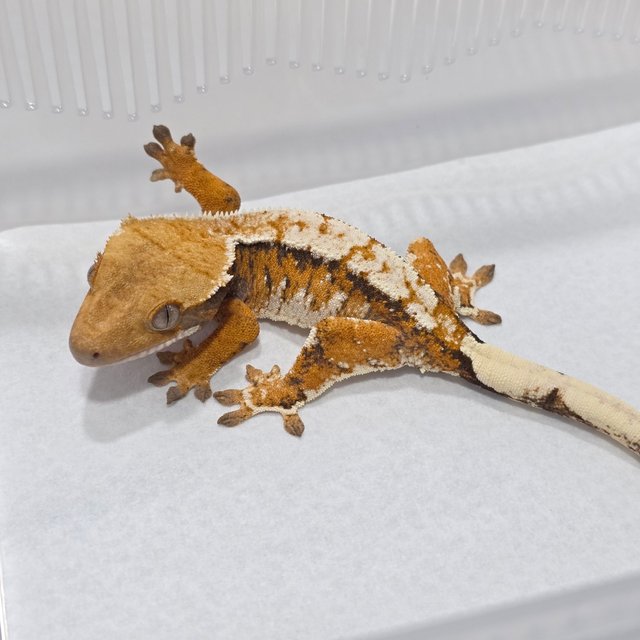 Normal Tri Tangerine