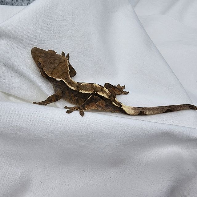 Sable 100% Het Axanthic