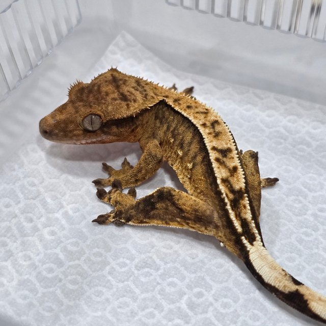 100% Het Axanthic