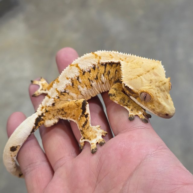 Normal Tri
