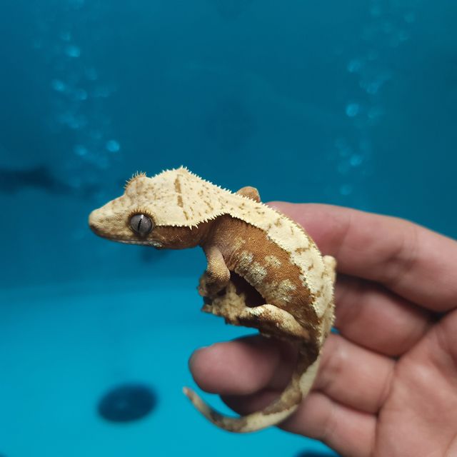 레드 할리퀸