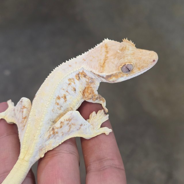 Lilly White