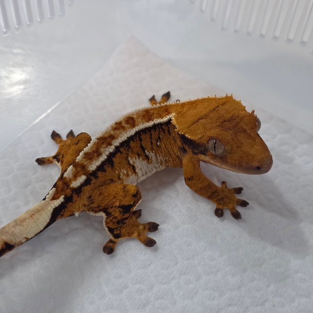 노멀 텐저린 트라이