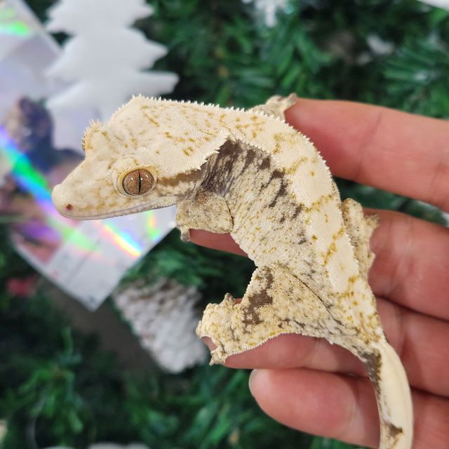 트라이