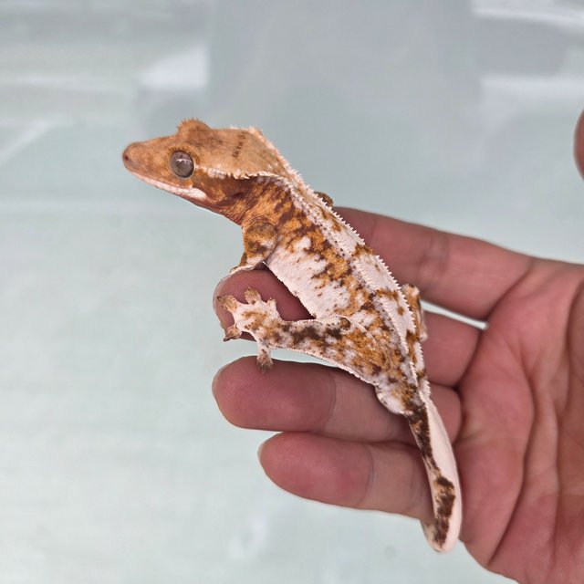 Tri Tangerine