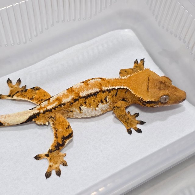 Normal Tangerine Tri