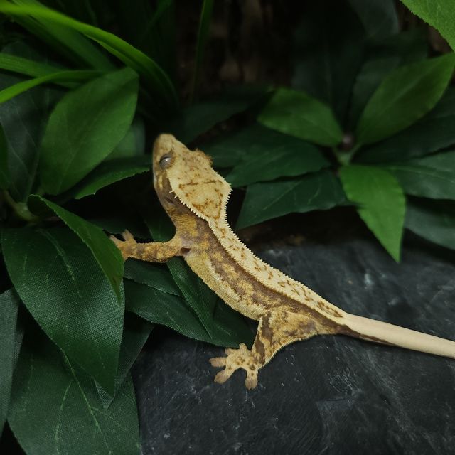 트라이