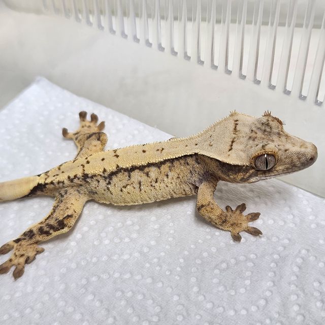 트라이