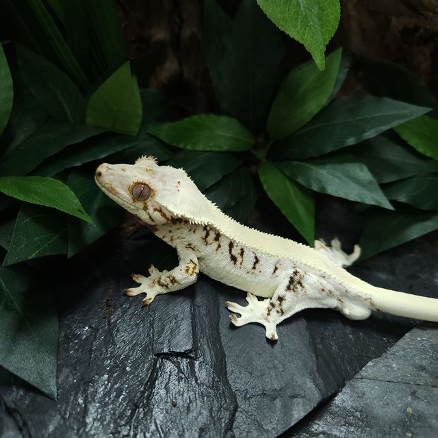 Lazy Lilly White