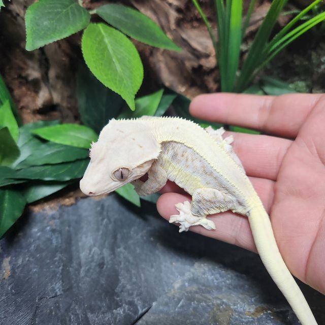 레이지 판다 릴리화이트