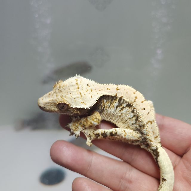 레이지 드리피 화이트스팟
