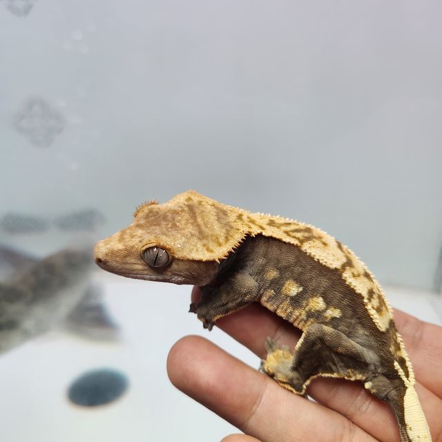Dark Normal Harlequin