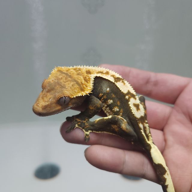 트라이