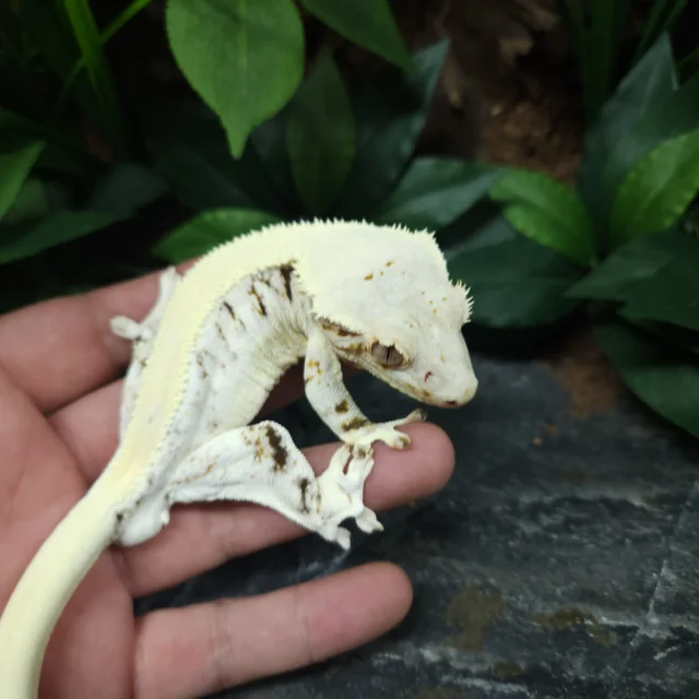 레이지 릴리화이트