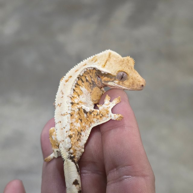 Tri Normal
