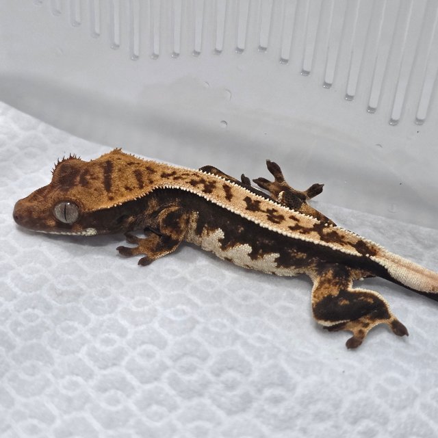 100% Het Axanthic