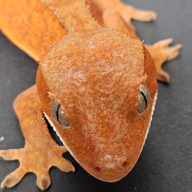 Pied Red