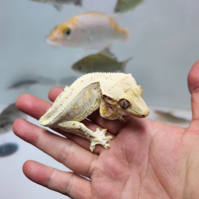 레이지 릴리화이트