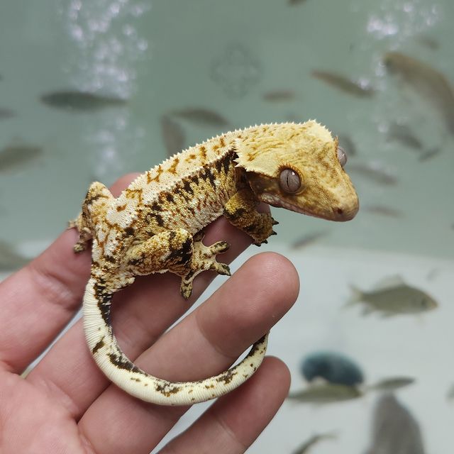 트라이