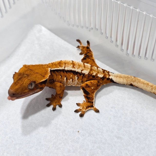 Normal Tri Tangerine