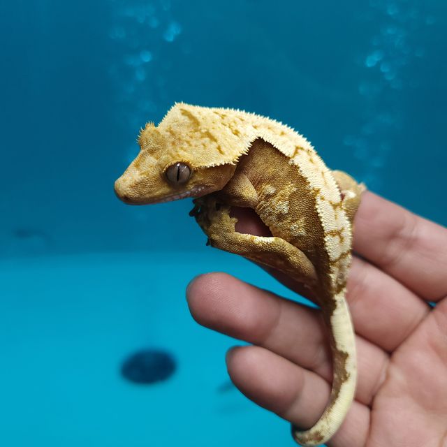 레드 할리퀸