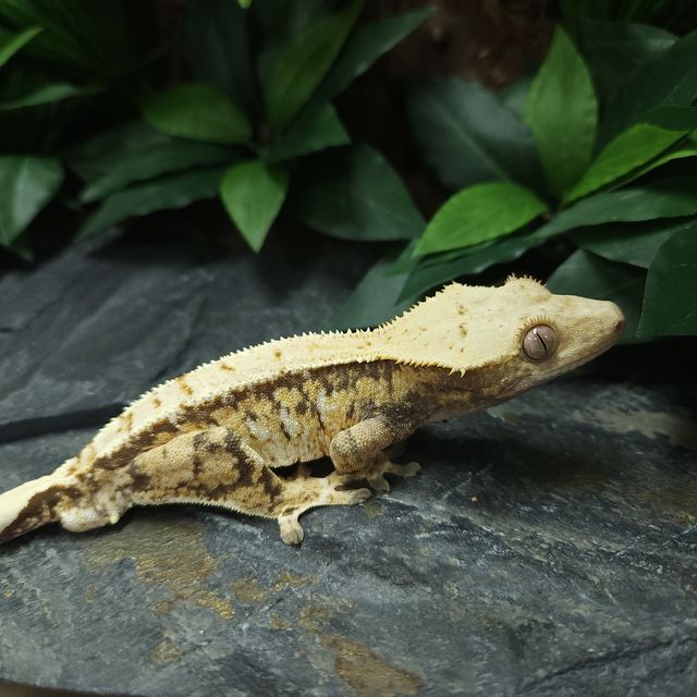트라이