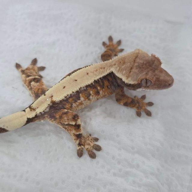 세이블