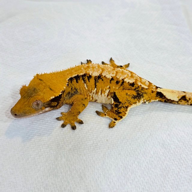 노멀 트라이 텐저린