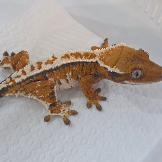 Normal Tri Tangerine
