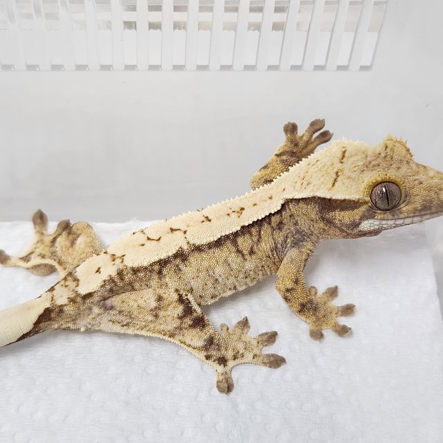 트라이