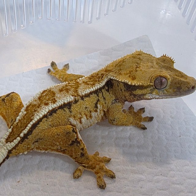 Normal Tri Tangerine