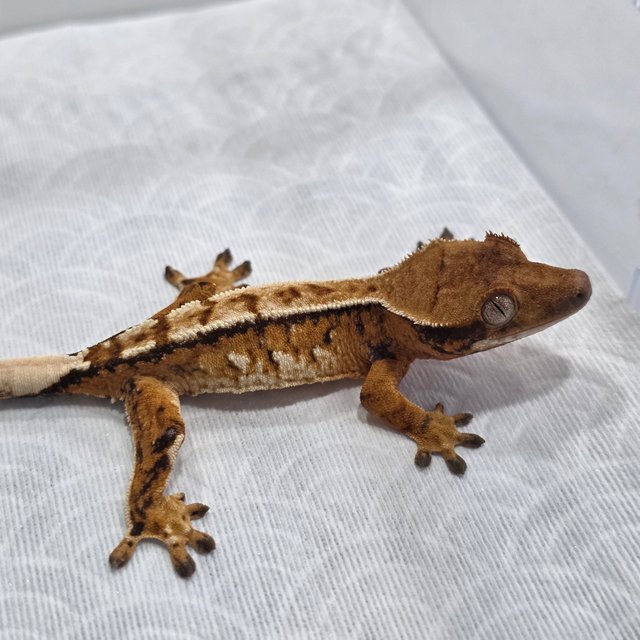 Normal Tri Tangerine