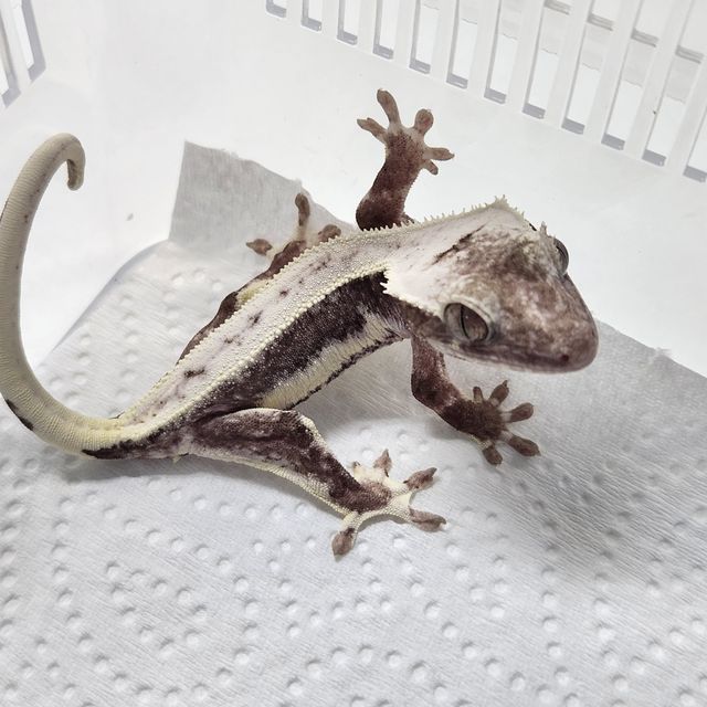 릴잔틱