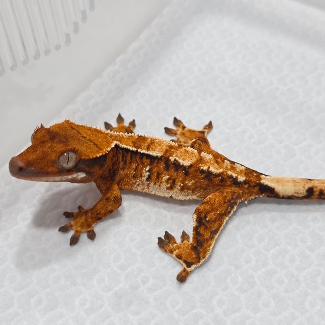 Normal Tri Tangerine