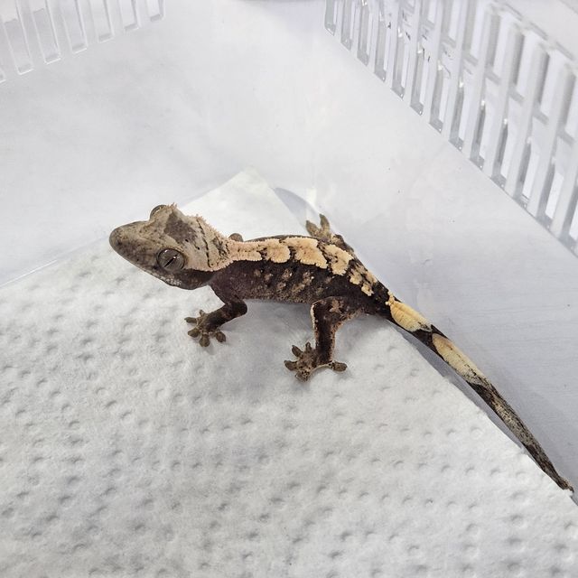 세이블