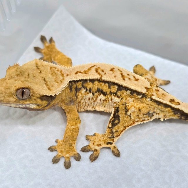 노멀 쿼드 트라이