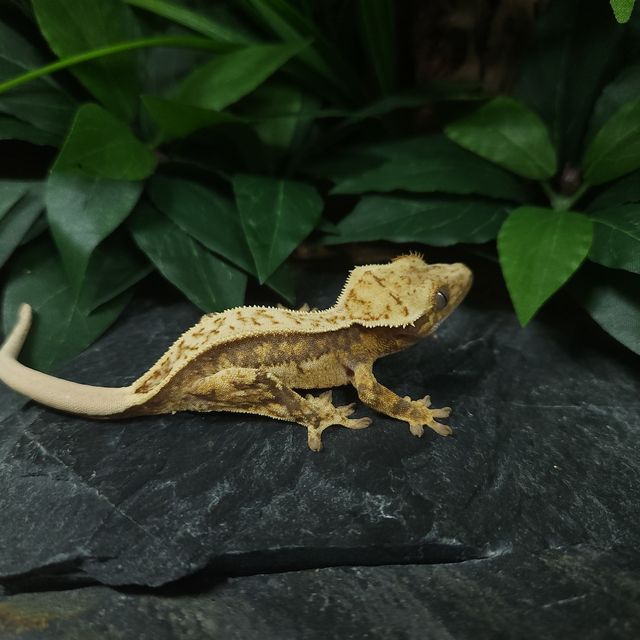 트라이