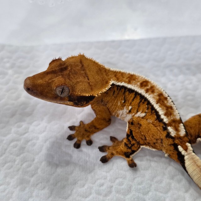 노멀 텐저린 트라이