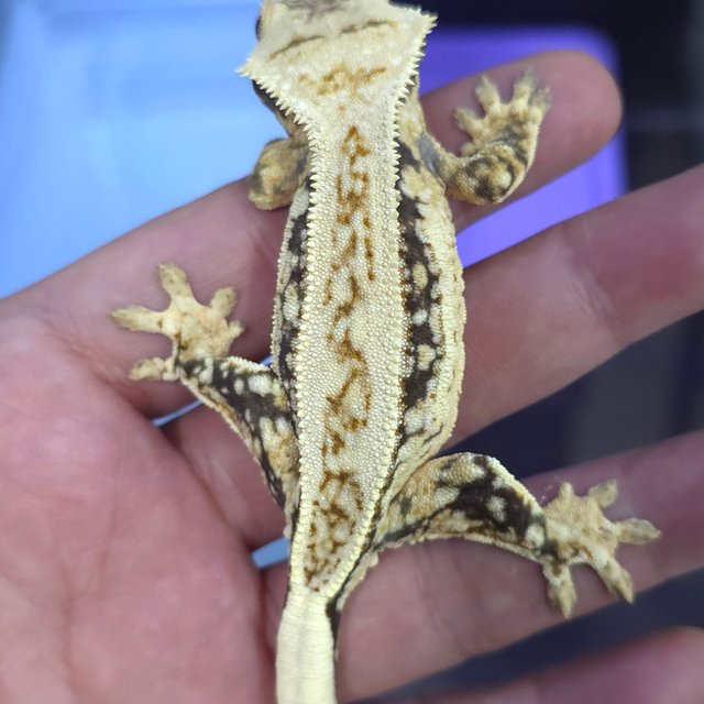 노멀 쿼드 트라이