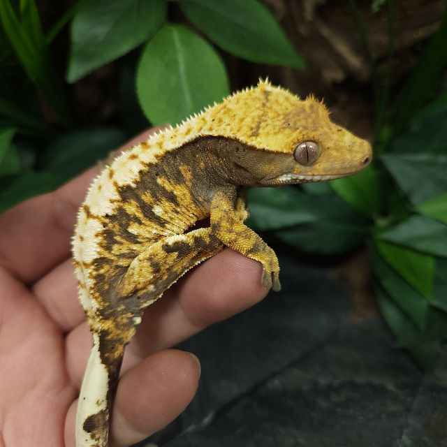 트라이